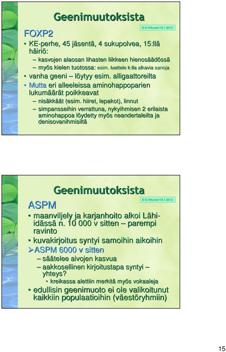 hiiret, lepakot), linnut simpansseihin verrattuna, nykyihmisen 2 erilaista aminohappoa löydetty l myös s neandertaleilta ja denisovanihmisiltä Geenimuutoksista ASPM S.Hiltunen/19