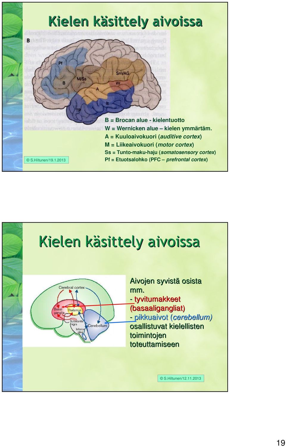Pf = Etuotsalohko (PFC prefrontal cortex) Kielen käsittely k aivoissa Aivojen syvistä osista mm.