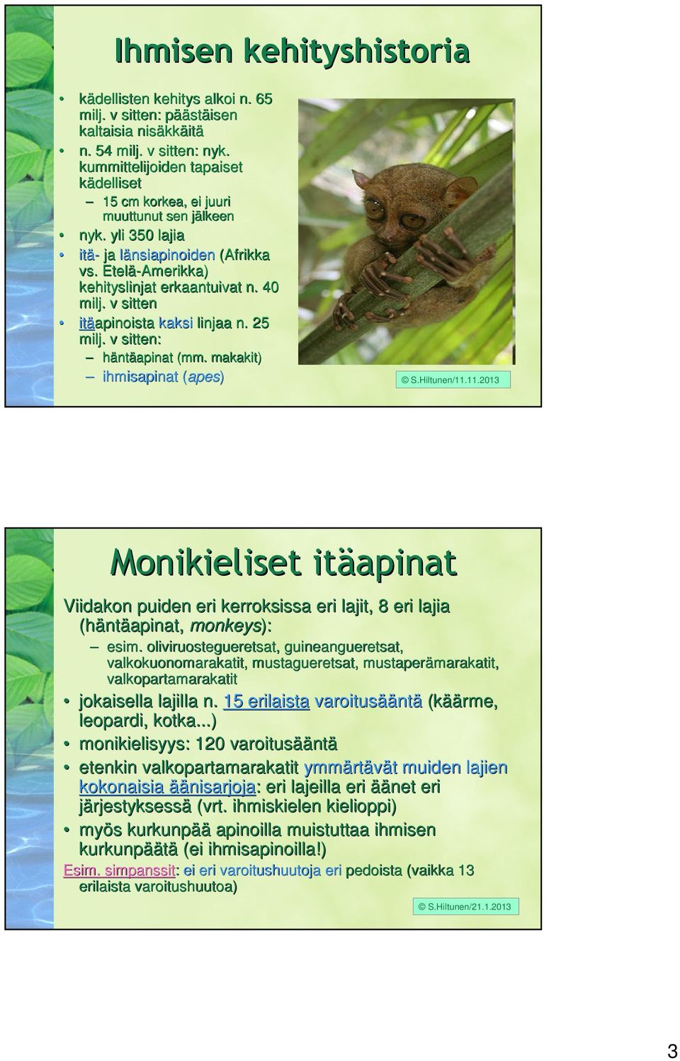 v sitten itäapinoista kaksi linjaa n. 25 milj. v sitten: häntäapinat (mm. makakit) ihmisapinat (apes( apes) S.Hiltunen/11.