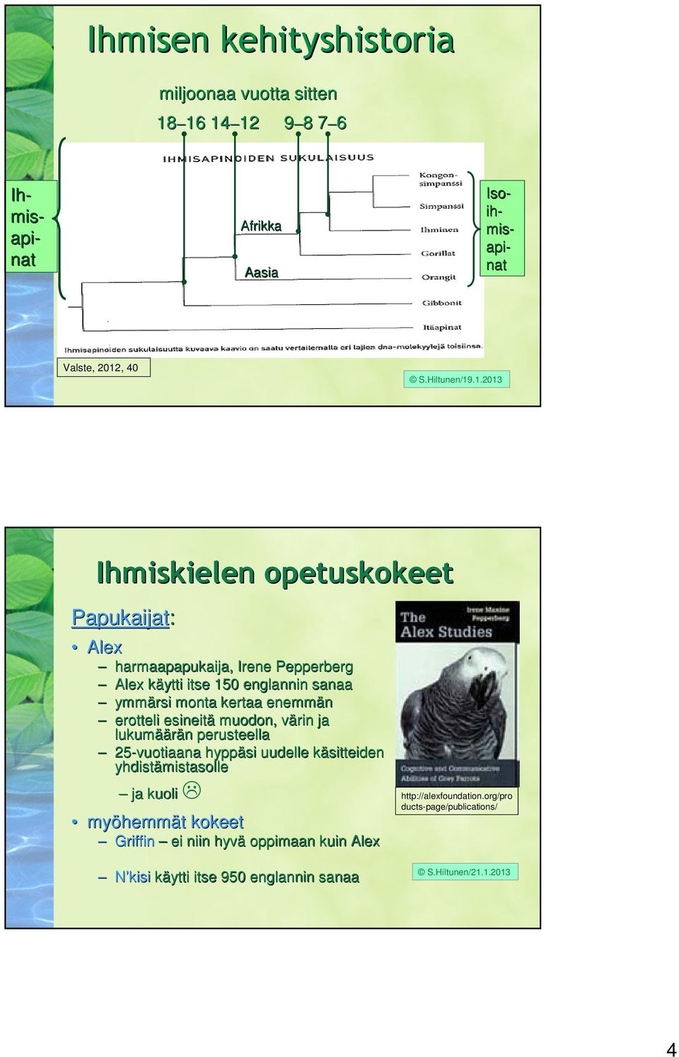 .1.2013 Ihmiskielen opetuskokeet Papukaijat: Alex harmaapapukaija, Irene Pepperberg Alex käytti k itse 150 englannin sanaa ymmärsi monta kertaa enemmän