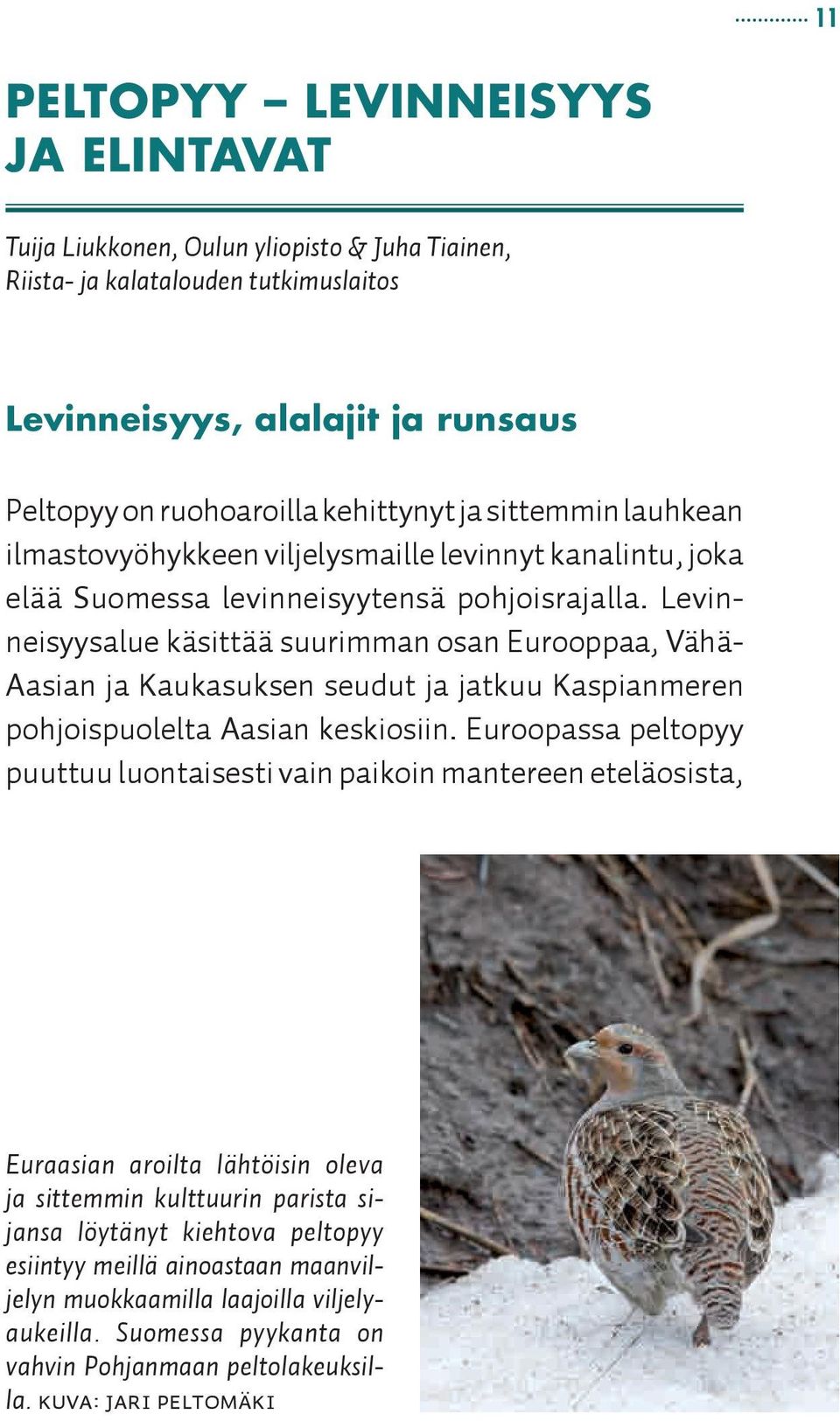 Levinneisyysalue käsittää suurimman osan Eurooppaa, Vähä- Aasian ja Kaukasuksen seudut ja jatkuu Kaspianmeren pohjoispuolelta Aasian keskiosiin.