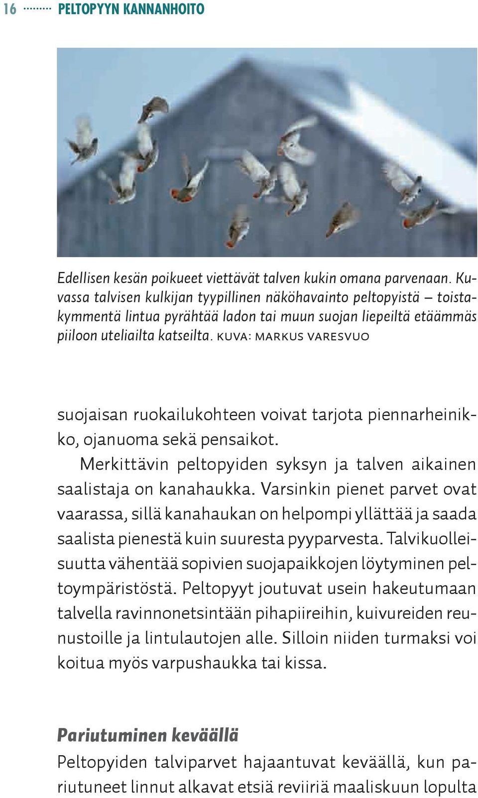 Kuva: Markus Varesvuo suojaisan ruokailukohteen voivat tarjota piennarheinikko, ojanuoma sekä pensaikot. Merkittävin peltopyiden syksyn ja talven aikainen saalistaja on kanahaukka.