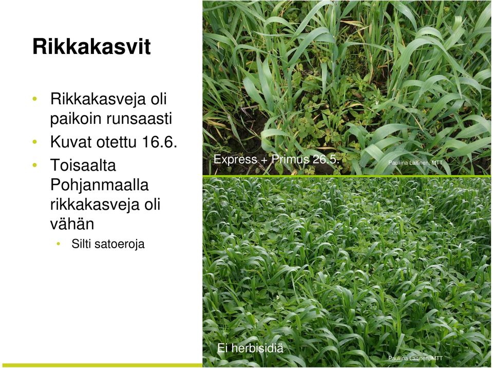 6. Toisaalta Pohjanmaalla rikkakasveja oli vähän