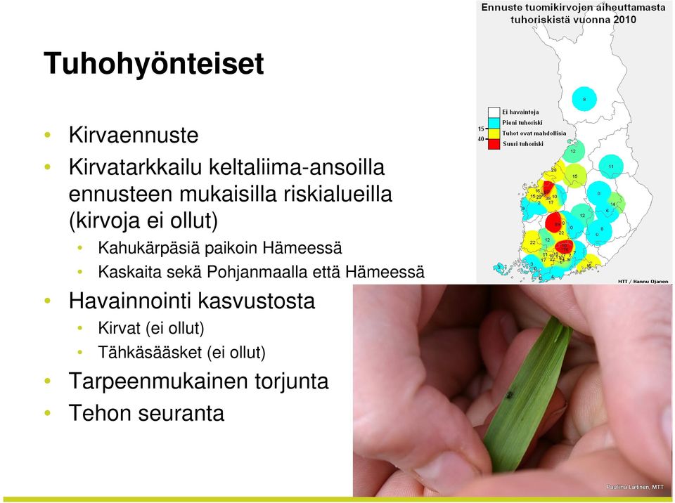 Kaskaita sekä Pohjanmaalla että Hämeessä Havainnointi kasvustosta Kirvat