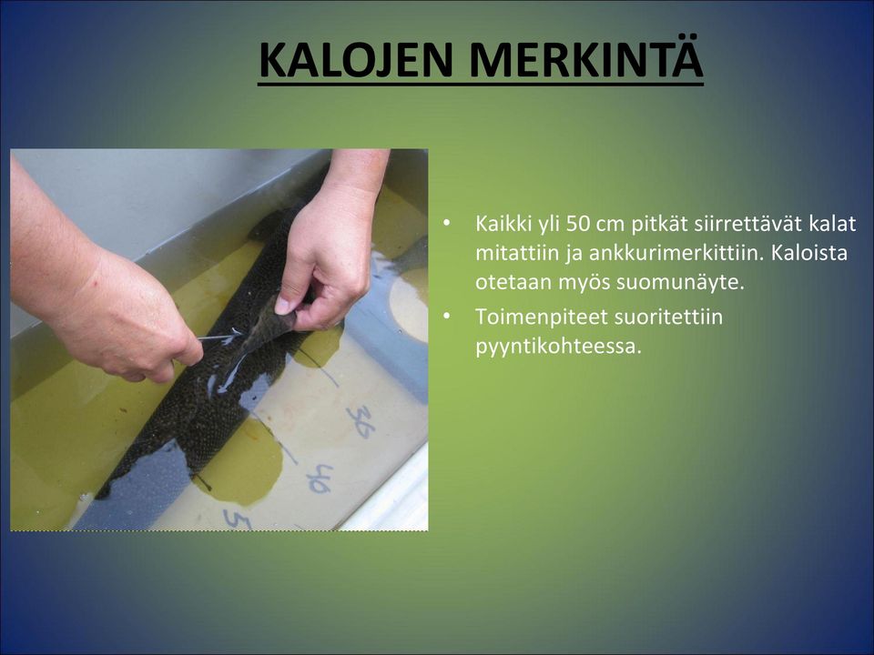 ankkurimerkittiin.