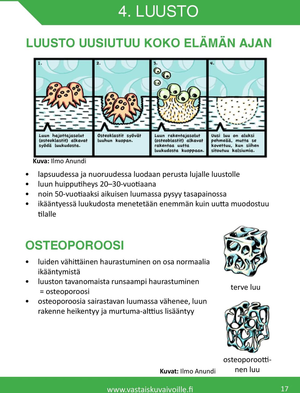 OSTEOPOROOSI luiden vähittäinen haurastuminen on osa normaalia ikääntymistä luuston tavanomaista runsaampi haurastuminen = osteoporoosi