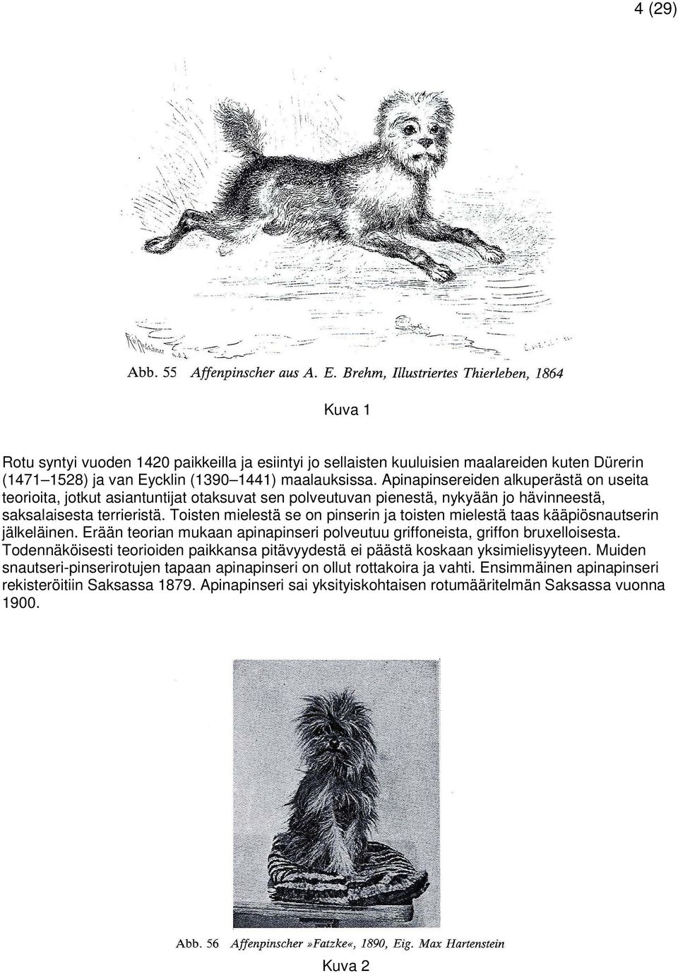 Toisten mielestä se on pinserin ja toisten mielestä taas kääpiösnautserin jälkeläinen. Erään teorian mukaan apinapinseri polveutuu griffoneista, griffon bruxelloisesta.