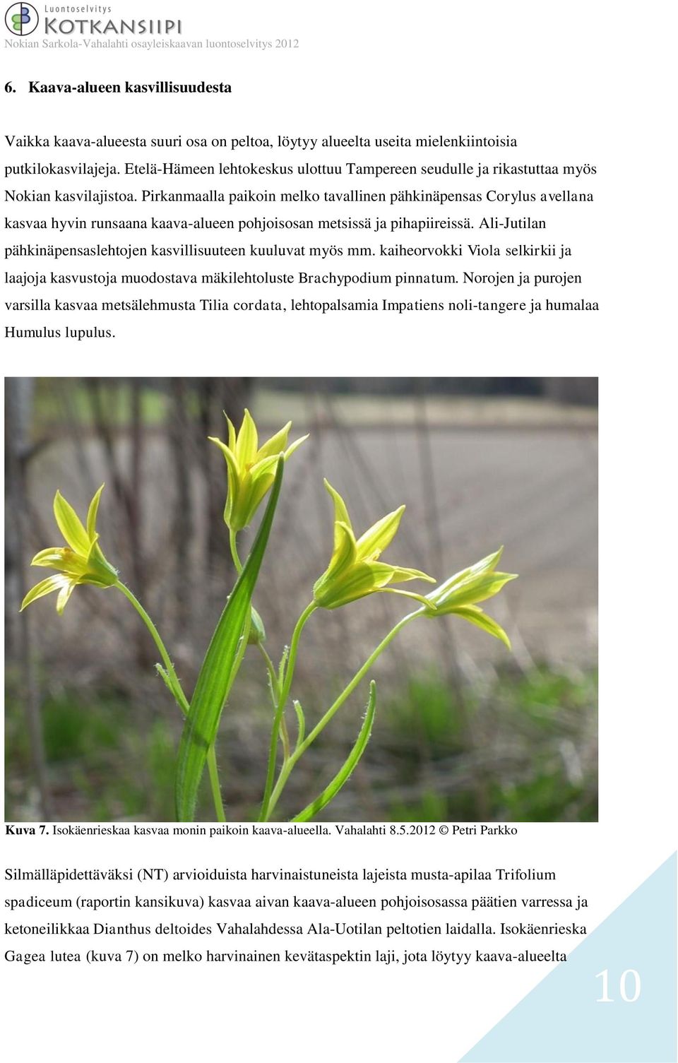 Pirkanmaalla paikoin melko tavallinen pähkinäpensas Corylus avellana kasvaa hyvin runsaana kaava-alueen pohjoisosan metsissä ja pihapiireissä.