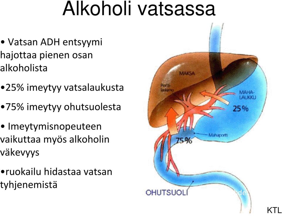 ohutsuolesta Imeytymisnopeuteen vaikuttaa myös alkoholin