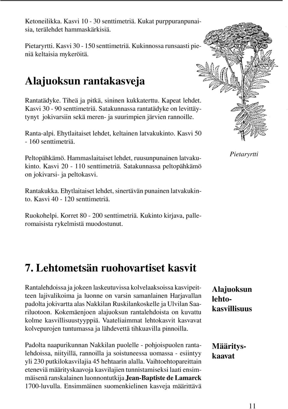 Satakunnassa rantatädyke on levittäytynyt jokivarsiin sekä meren- ja suurimpien järvien rannoille. Ranta-alpi. Ehytlaitaiset lehdet, keltainen latvakukinto. Kasvi 50-160 senttimetriä. Peltopähkämö.