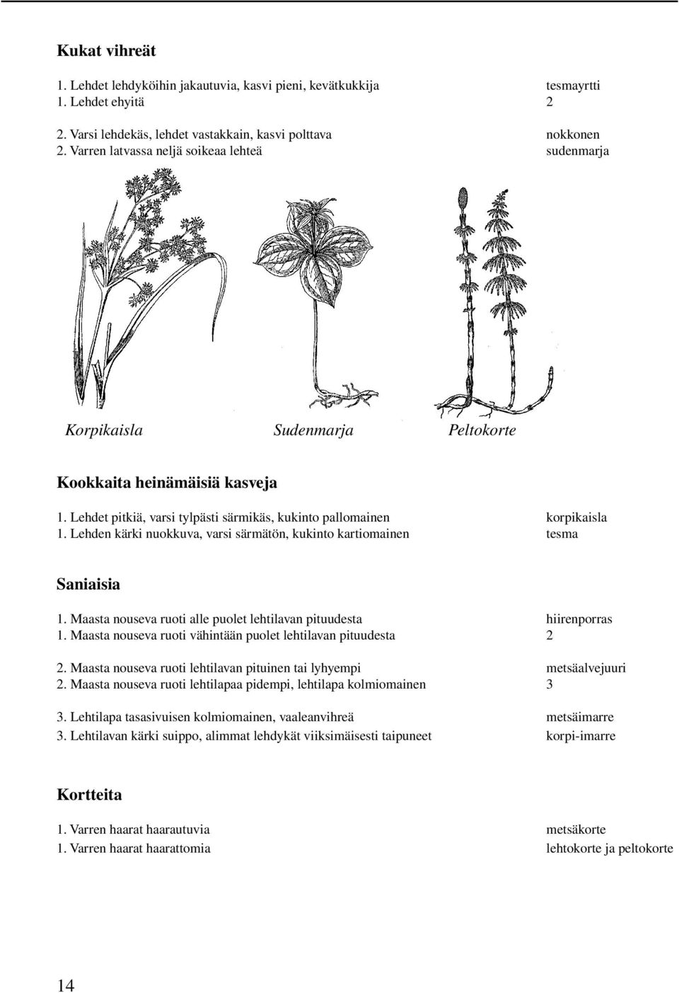 Lehden kärki nuokkuva, varsi särmätön, kukinto kartiomainen tesma Saniaisia 1. Maasta nouseva ruoti alle puolet lehtilavan pituudesta hiirenporras 1.