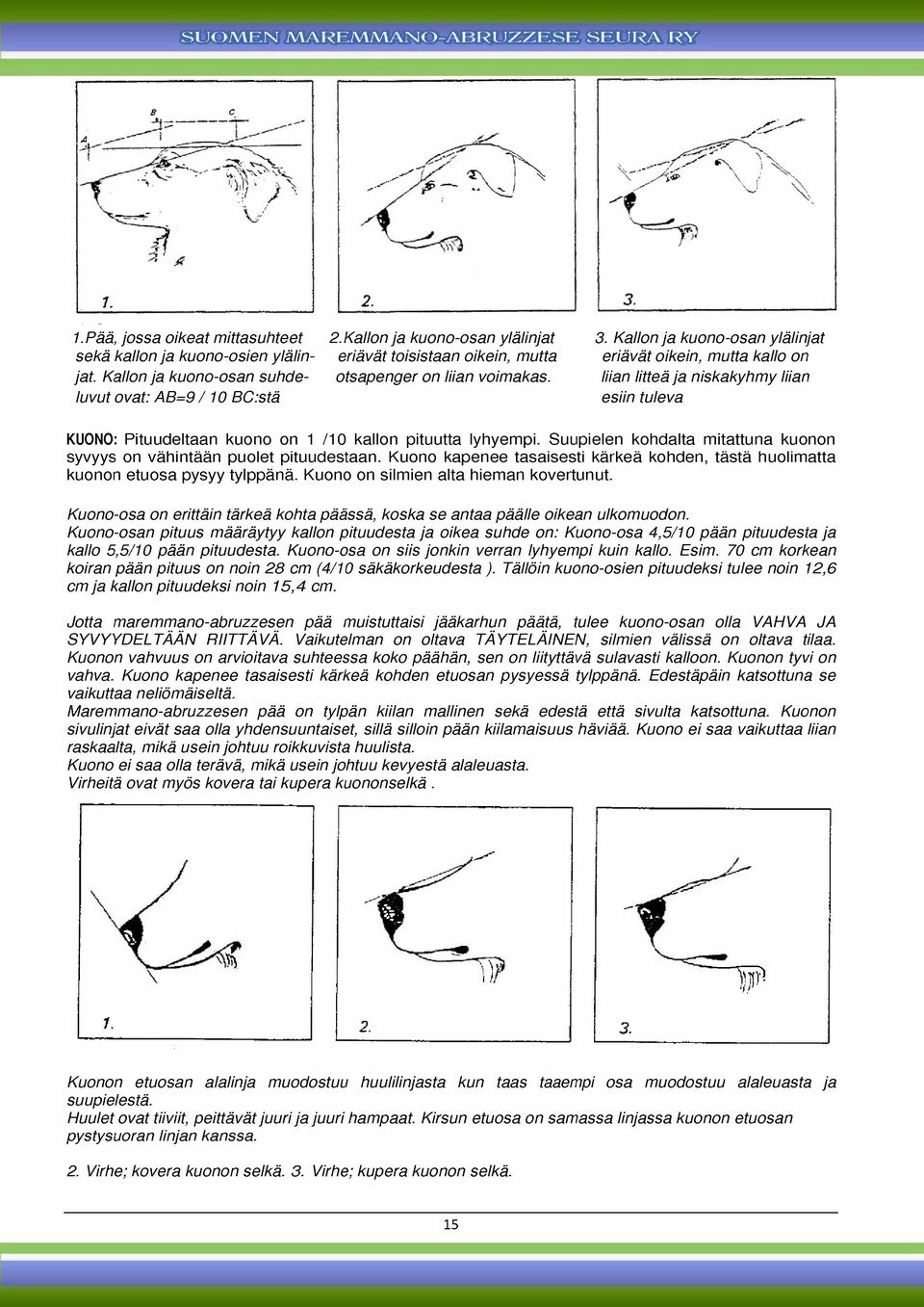 Kallon ja kuono-osen ylälinjat eriävät toisistaan oikein, mutta otsapenger on liian voimakas. 3.