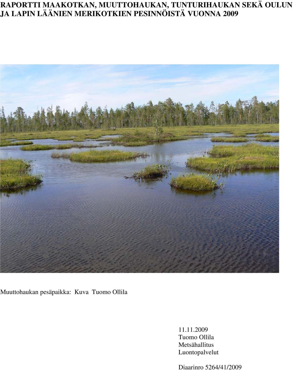 2009 Muuttohaukan pesäpaikka: Kuva Tuomo Ollila 11.