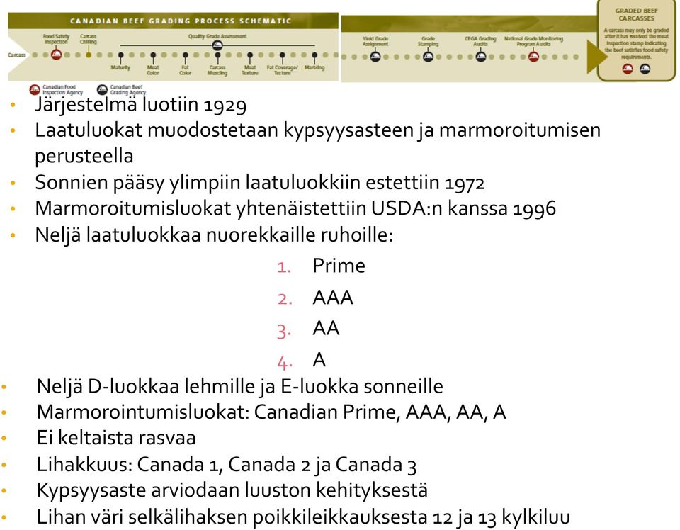 AA 4. A Neljä D- luokkaa lehmille ja E- luokka sonneille Marmorointumisluokat: Canadian Prime, AAA, AA, A Ei keltaista rasvaa