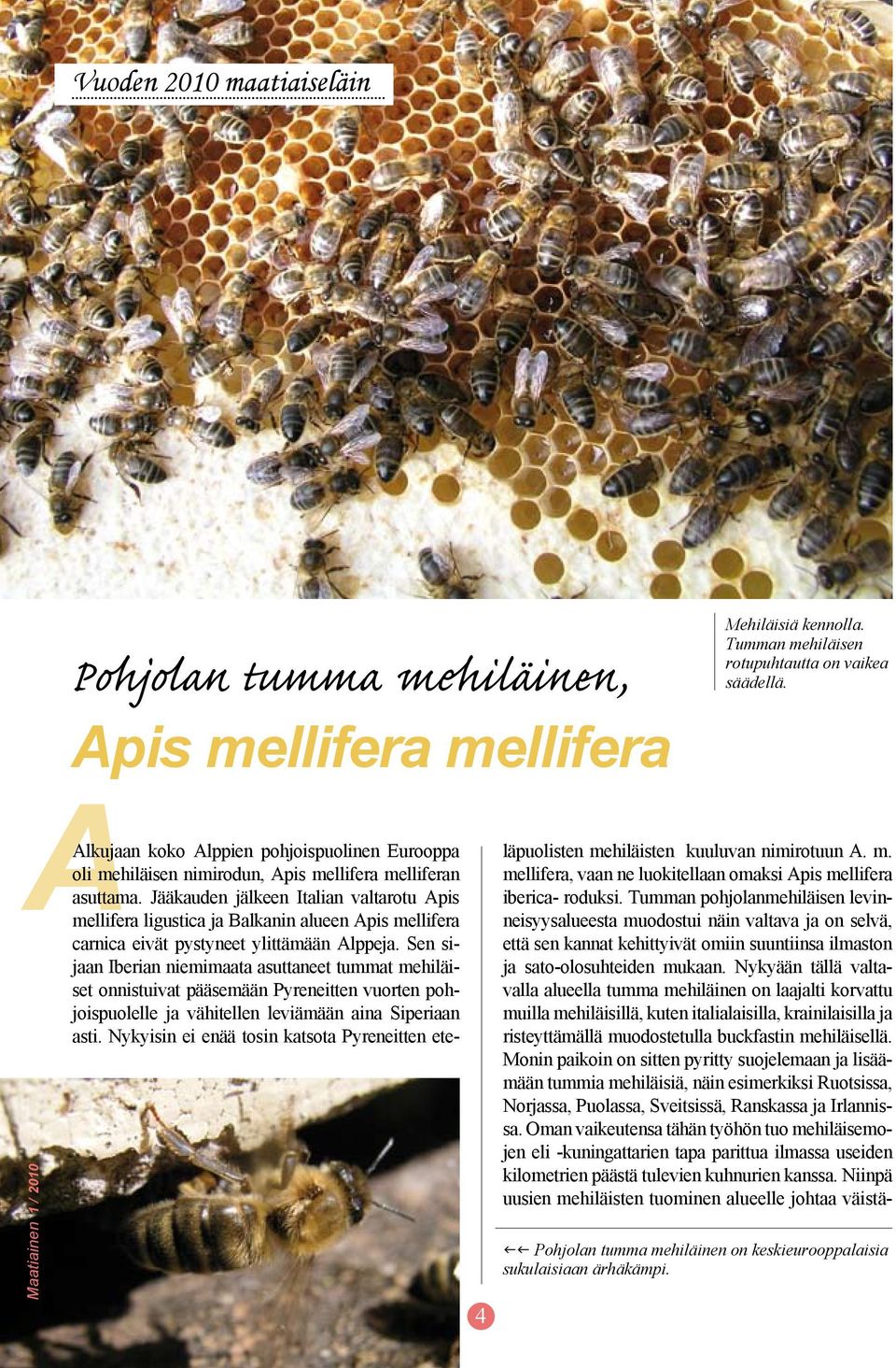 Jääkauden jälkeen Italian valtarotu Apis mellifera ligustica ja Balkanin alueen Apis mellifera carnica eivät pystyneet ylittämään Alppeja.