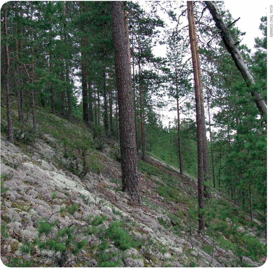SOININEN