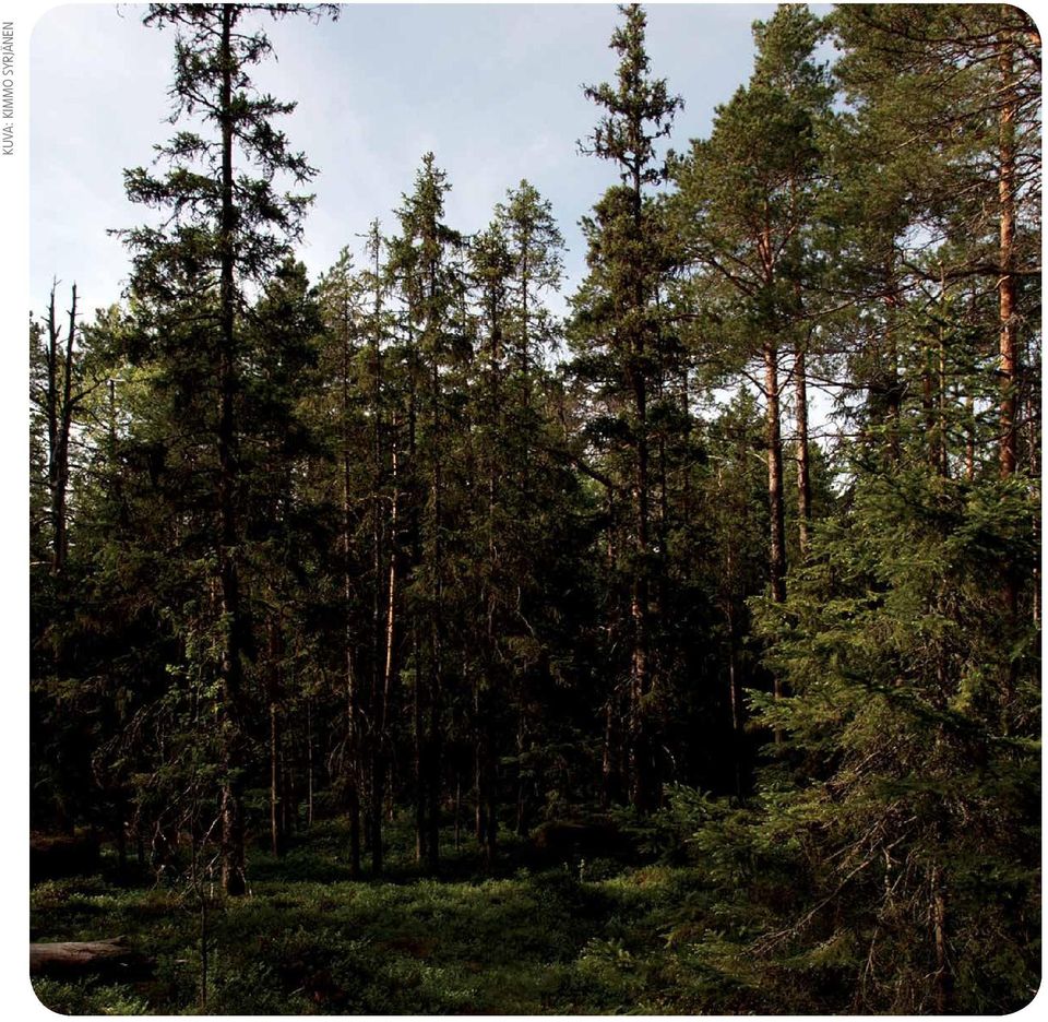 SYRJÄNEN