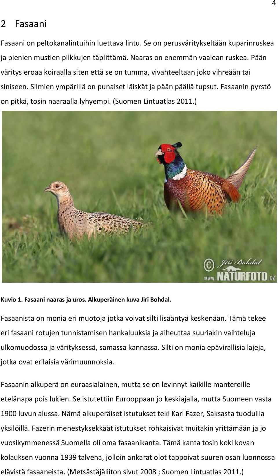 Fasaanin pyrstö on pitkä, tosin naaraalla lyhyempi. (Suomen Lintuatlas 2011.) Kuvio 1. Fasaani naaras ja uros. Alkuperäinen kuva Jiri Bohdal.