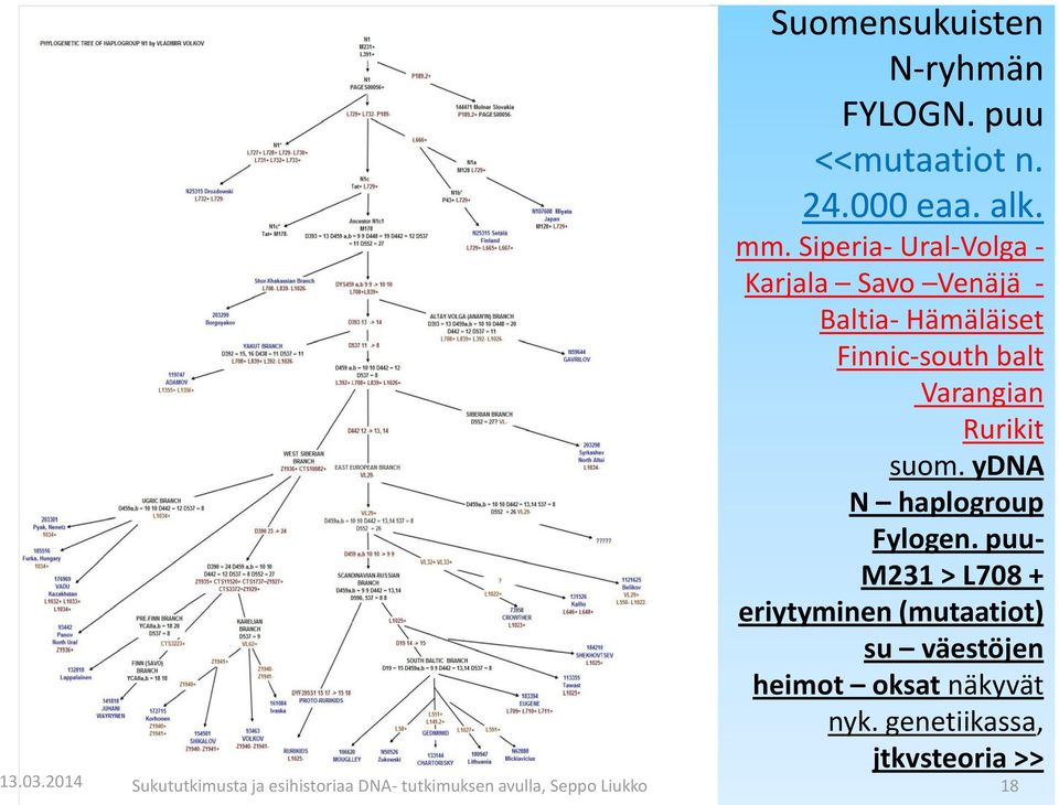 suom. ydna N haplogroup Fylogen.