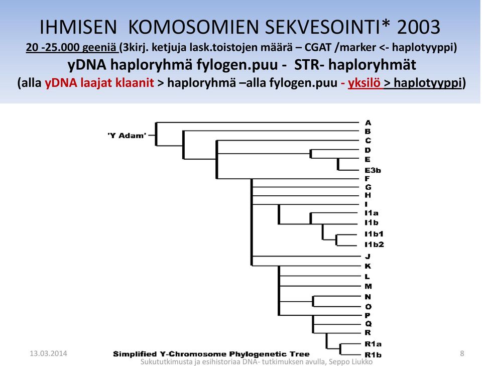 puu - STR- haploryhmät (alla ydna laajat klaanit > haploryhmä alla fylogen.