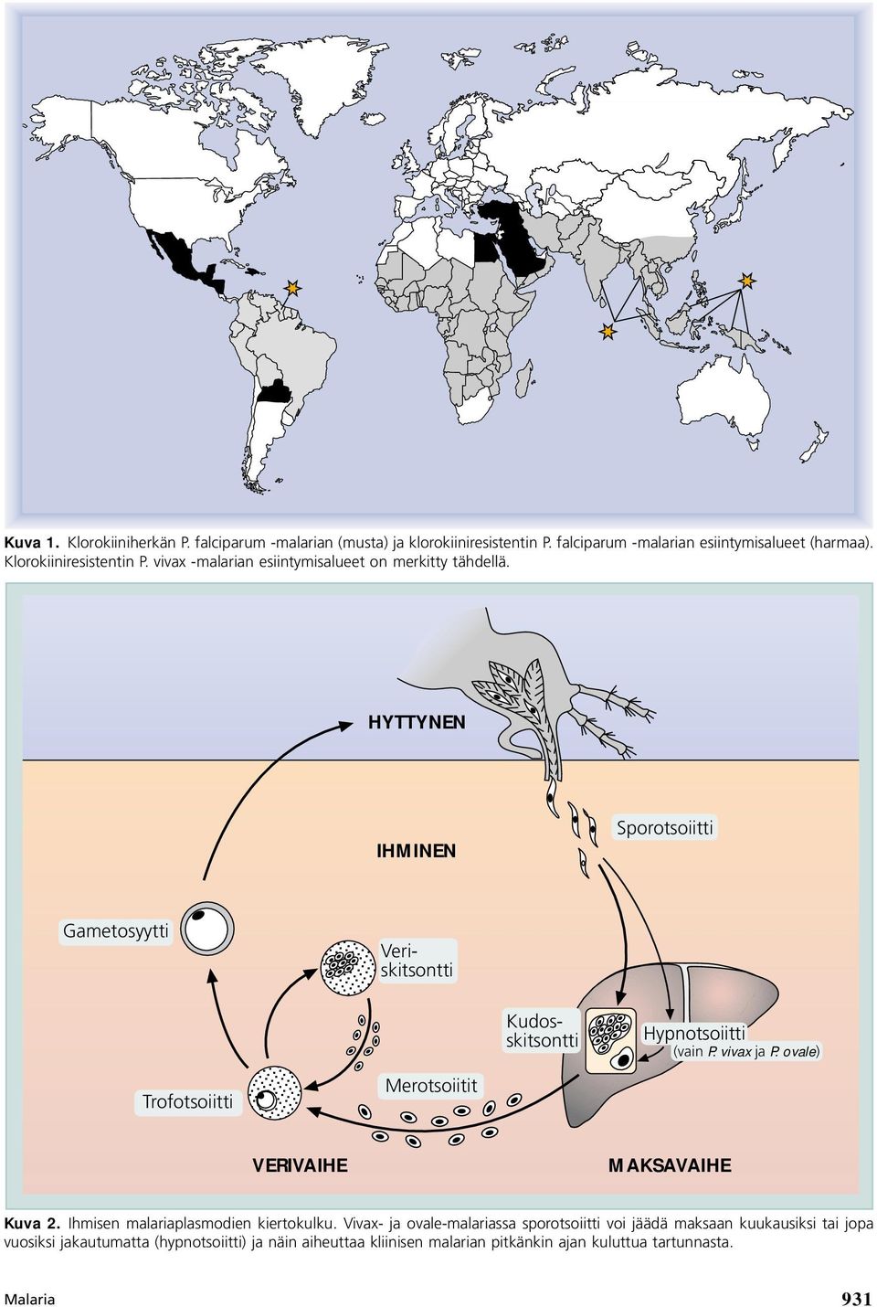 vivax ja P. ovale) Trofotsoiitti Merotsoiitit VERIVAIHE MAKSAVAIHE Kuva 2. Ihmisen malariaplasmodien kiertokulku.