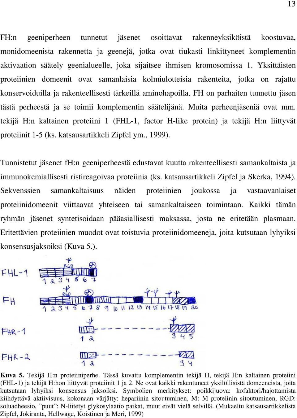 FH on parhaiten tunnettu jäsen tästä perheestä ja se toimii komplementin säätelijänä. Muita perheenjäseniä ovat mm.