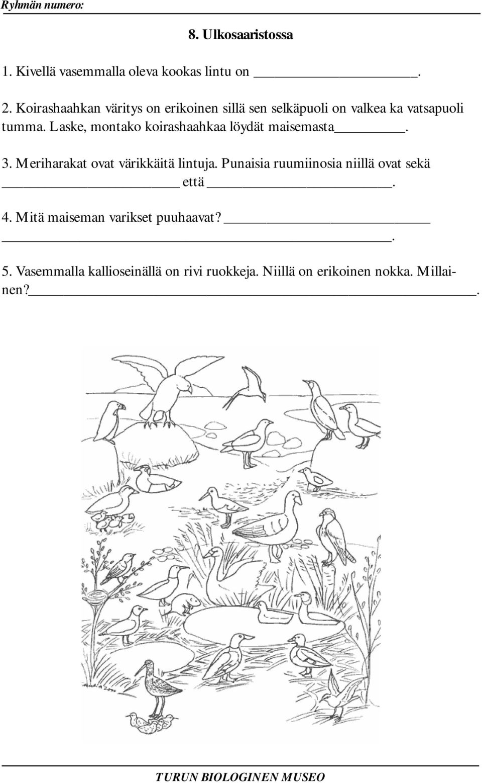 Laske, montako koirashaahkaa löydät maisemasta. 3. Meriharakat ovat värikkäitä lintuja.