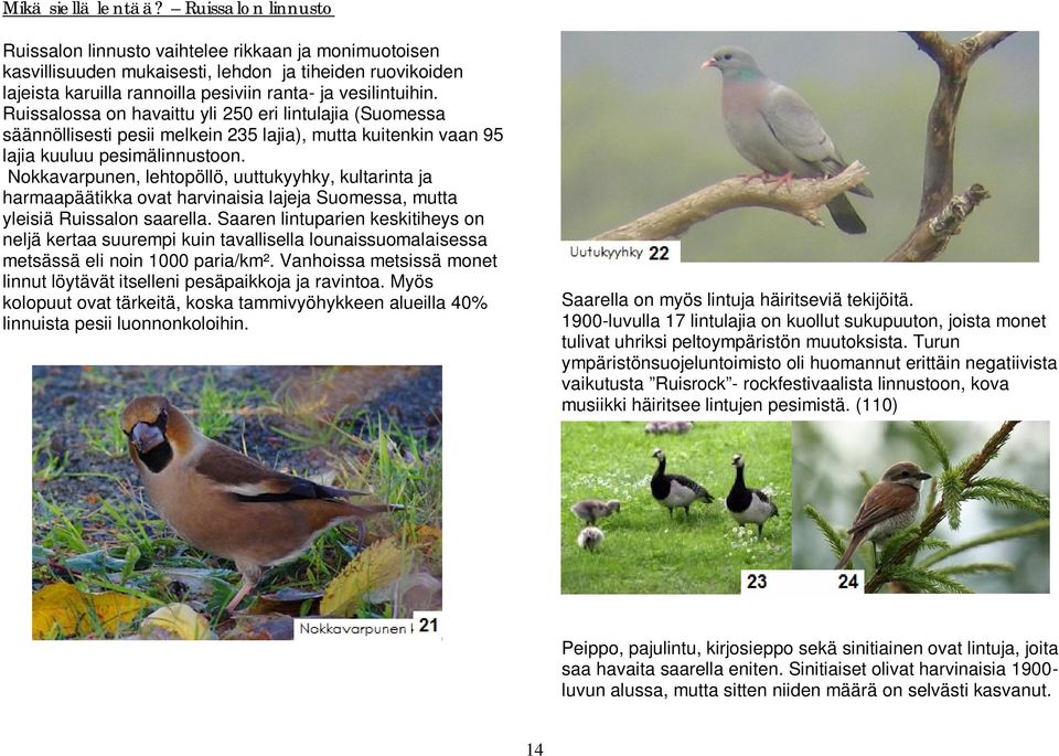 Ruissalossa on havaittu yli 250 eri lintulajia (Suomessa säännöllisesti pesii melkein 235 lajia), mutta kuitenkin vaan 95 lajia kuuluu pesimälinnustoon.