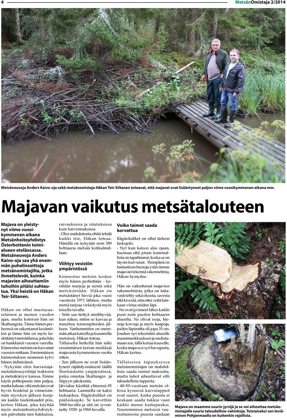 Metsäneuvoja Anders Kaivo-oja saa yhä enemmän puhelinsoittoja metsänomistajilta, jotka ihmettelevät, kuinka majavien aiheuttamiin tuhoihin pitäisi suhtautua. Yksi heistä on Håkan Teir-Siltanen.