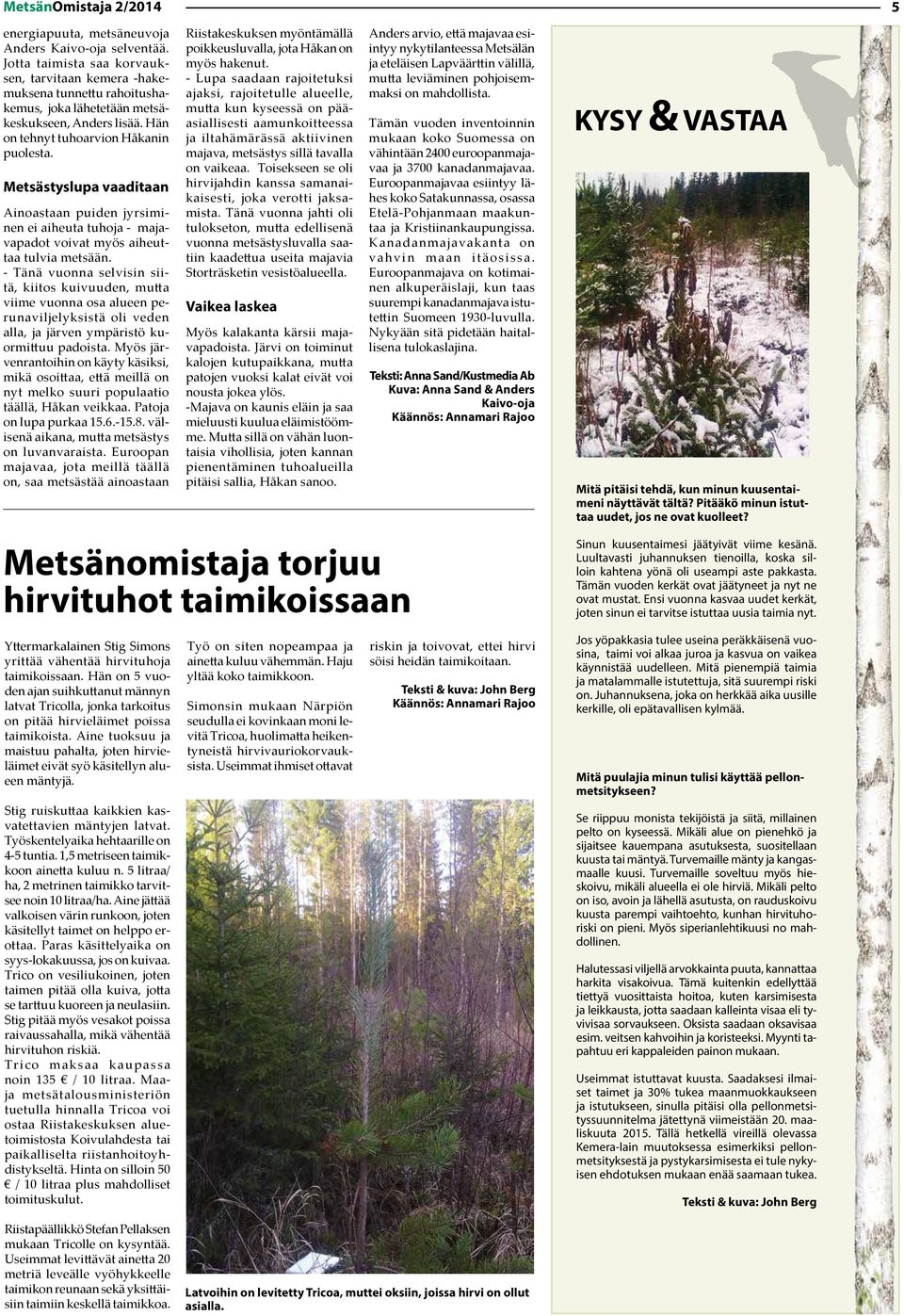 Metsästyslupa vaaditaan Ainoastaan puiden jyrsiminen ei aiheuta tuhoja - majavapadot voivat myös aiheuttaa tulvia metsään.