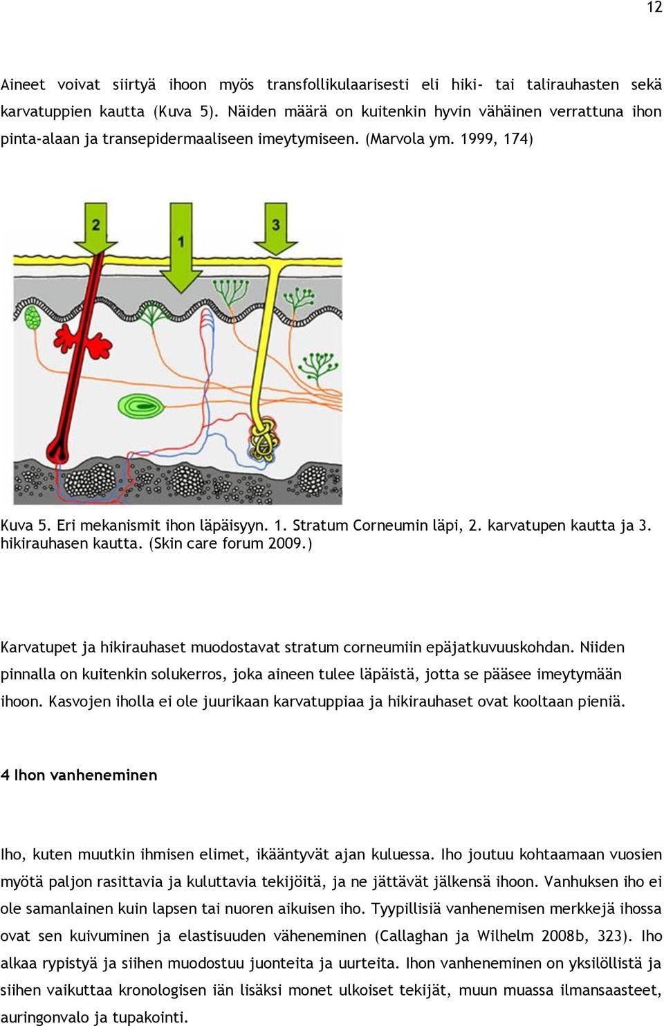 karvatupen kautta ja 3. hikirauhasen kautta. (Skin care forum 2009.) Karvatupet ja hikirauhaset muodostavat stratum corneumiin epäjatkuvuuskohdan.