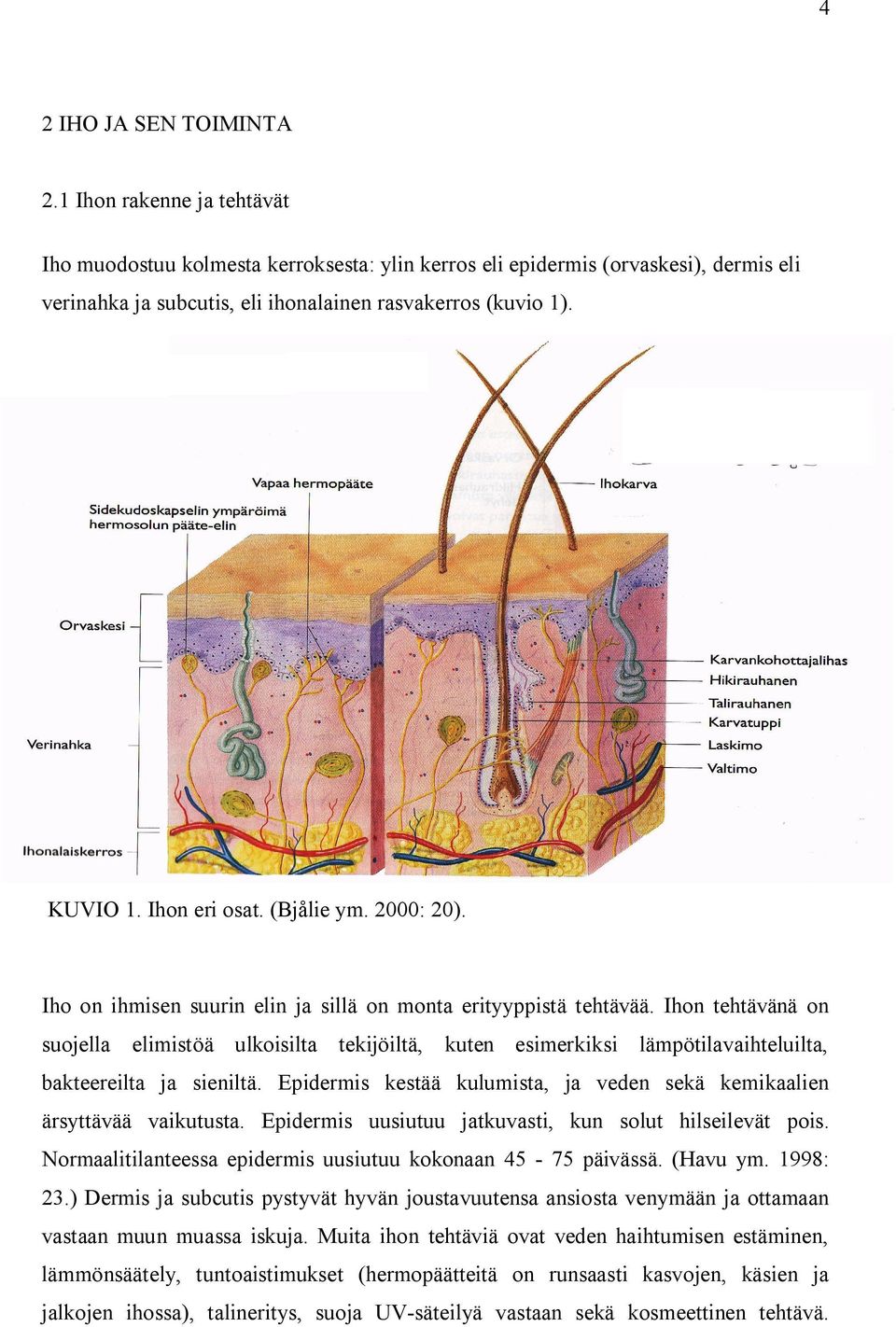 Ihon tehtävänä on suojella elimistöä ulkoisilta tekijöiltä, kuten esimerkiksi lämpötilavaihteluilta, bakteereilta ja sieniltä.