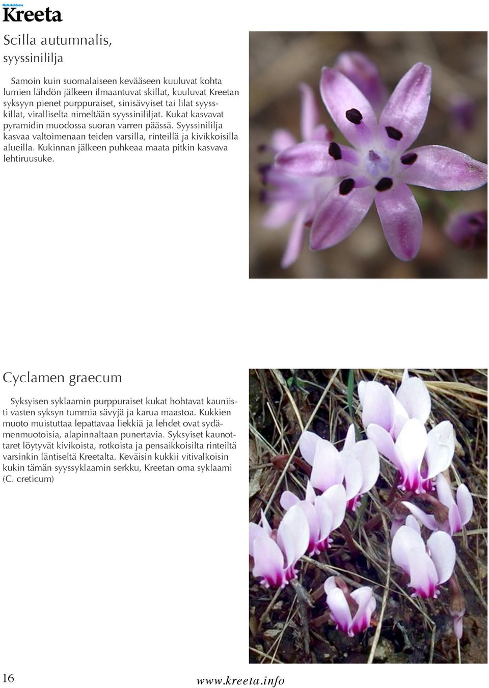 Kukinnan jälkeen puhkeaa maata pitkin kasvava lehtiruusuke. Cyclamen graecum Syksyisen syklaamin purppuraiset kukat hohtavat kauniisti vasten syksyn tummia sävyjä ja karua maastoa.