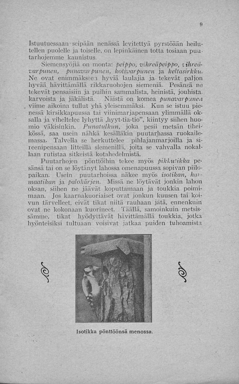 Pesänsä ne tekevät pensaisiin ja puihin sammalista, heinistä, jouhista, karvoista ja jäkälistä. Näistä on komea punavarpunen viime aikoina tullut yhä yleisemmäksi.