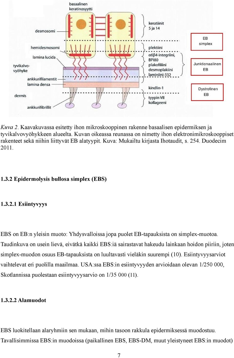 2 Epidermolysis bullosa simplex (EBS) 1.3.2.1 Esiintyvyys EBS on EB:n yleisin muoto: Yhdysvalloissa jopa puolet EB-tapauksista on simplex-muotoa.