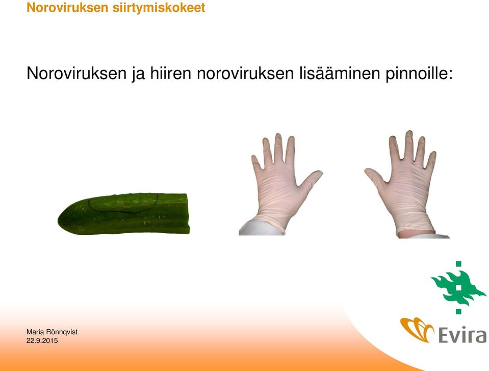 hiiren noroviruksen