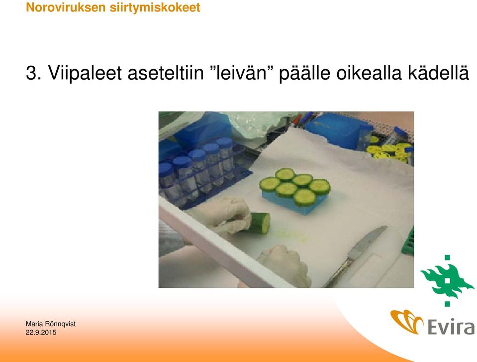 Viipaleet aseteltiin