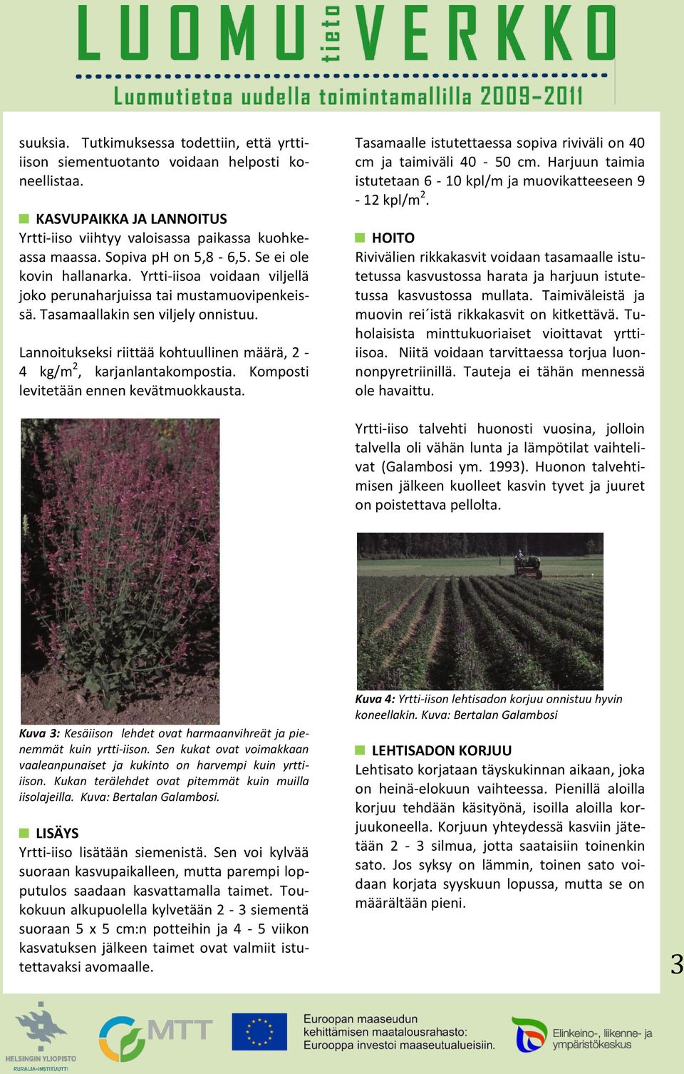 Lannoitukseksi riittää kohtuullinen määrä, 2-4 kg/m 2, karjanlantakompostia. Komposti levitetään ennen kevätmuokkausta. Tasamaalle istutettaessa sopiva riviväli on 40 cm ja taimiväli 40-50 cm.