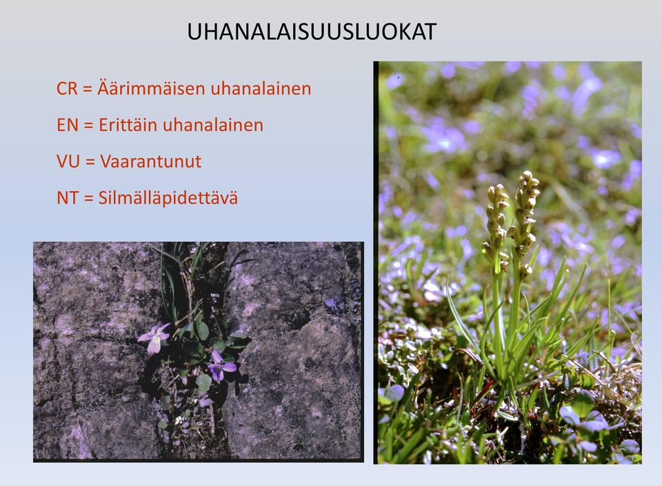Erittäin uhanalainen VU =