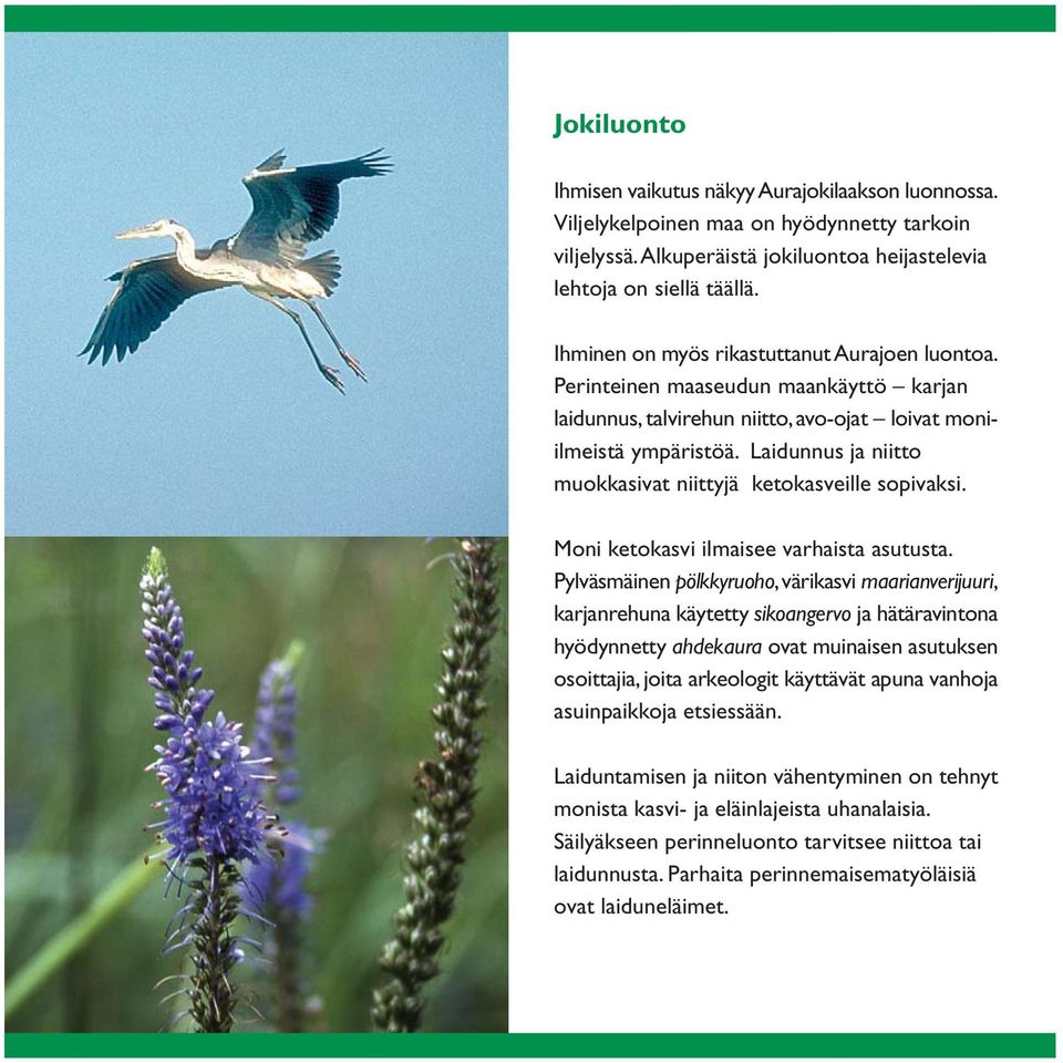 Laidunnus ja niitto muokkasivat niittyjä ketokasveille sopivaksi. Moni ketokasvi ilmaisee varhaista asutusta.