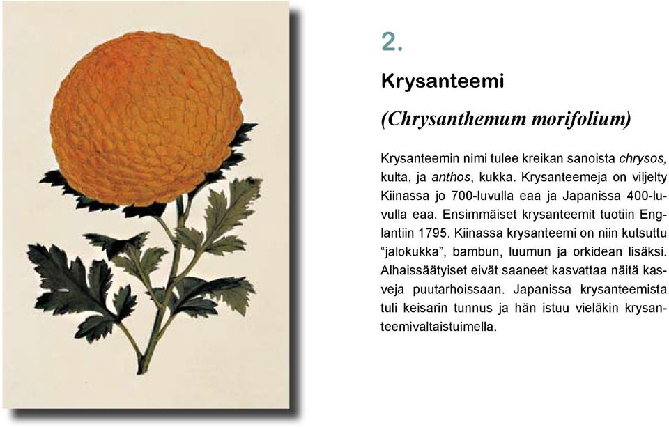 Ensimmäiset krysanteemit tuotiin Englantiin 1795.