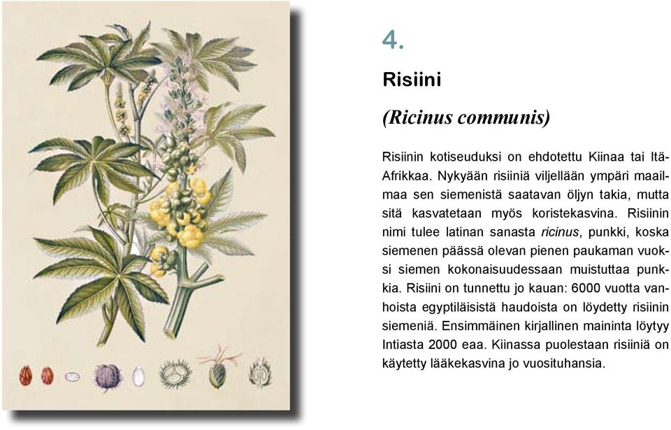 Risiinin nimi tulee latinan sanasta ricinus, punkki, koska siemenen päässä olevan pienen paukaman vuoksi siemen kokonaisuudessaan muistuttaa punkkia.