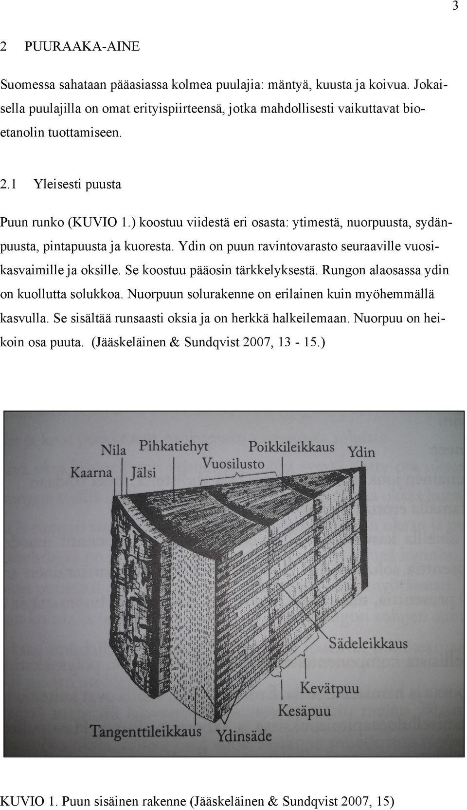 ) koostuu viidestä eri osasta: ytimestä, nuorpuusta, sydänpuusta, pintapuusta ja kuoresta. Ydin on puun ravintovarasto seuraaville vuosikasvaimille ja oksille.