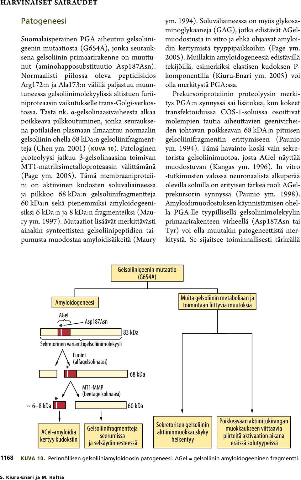 α-gelsolinaasivaiheesta alkaa poikkeava pilkkoutuminen, jonka seurauksena potilaiden plasmaan ilmaantuu normaalin gelsoliinin ohella 68 kda:n gelsoliinifragmentteja (Chen ym. 2001) (kuva 10).