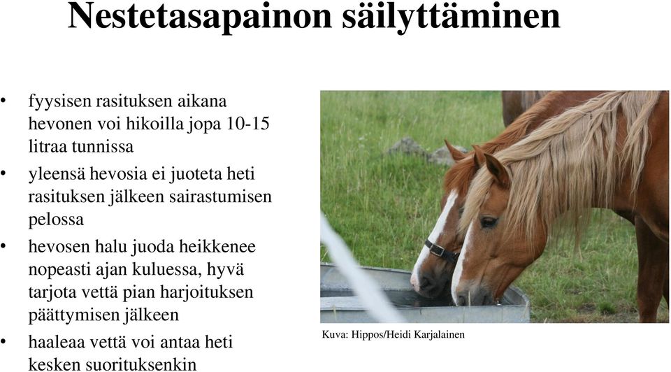 hevosen halu juoda heikkenee nopeasti ajan kuluessa, hyvä tarjota vettä pian harjoituksen