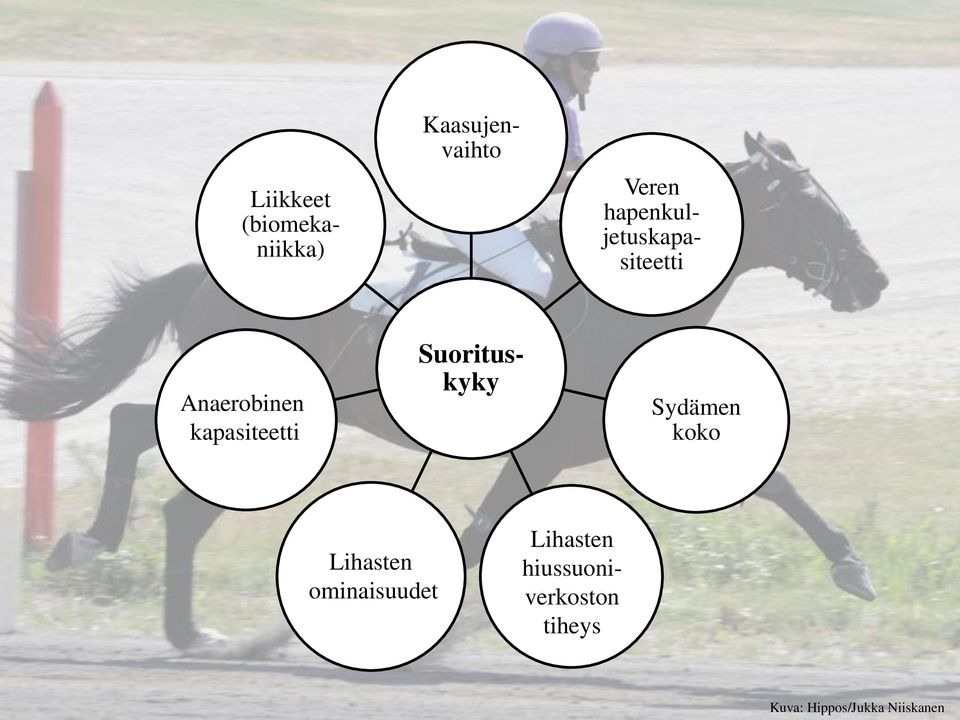 Anaerobinen kapasiteetti Sydämen koko Lihasten