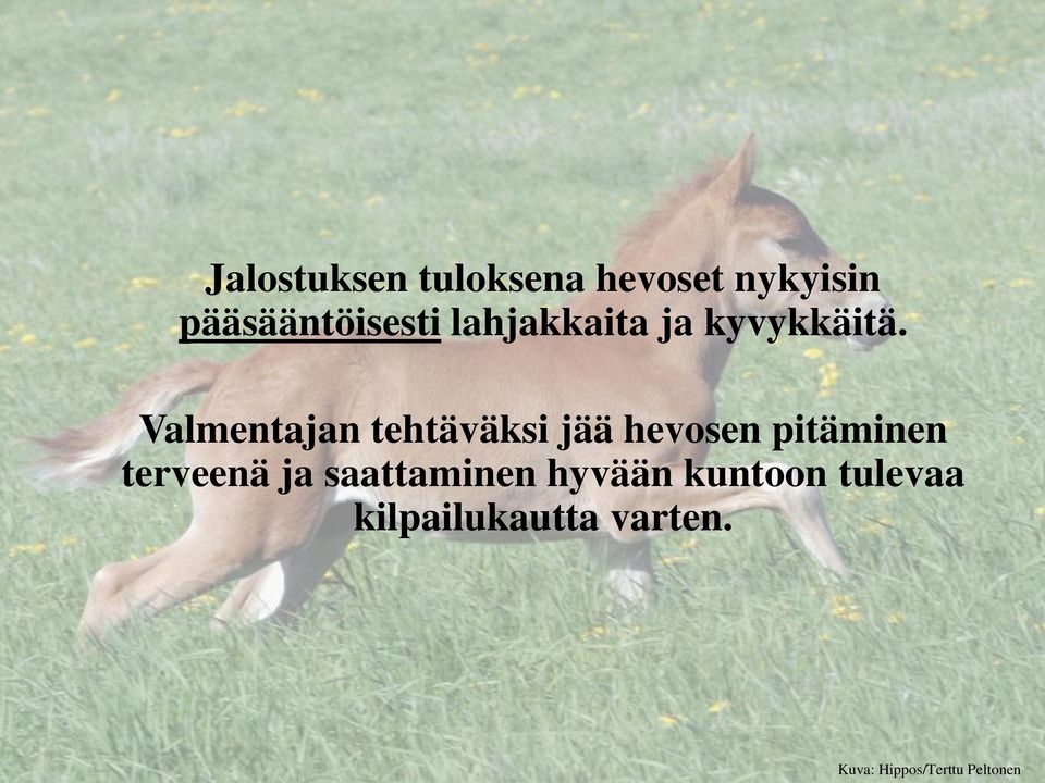 Valmentajan tehtäväksi jää hevosen pitäminen terveenä ja