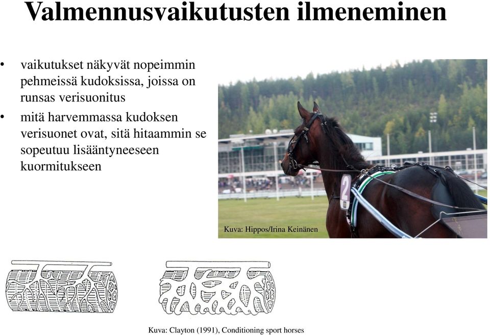 verisuonet ovat, sitä hitaammin se sopeutuu lisääntyneeseen