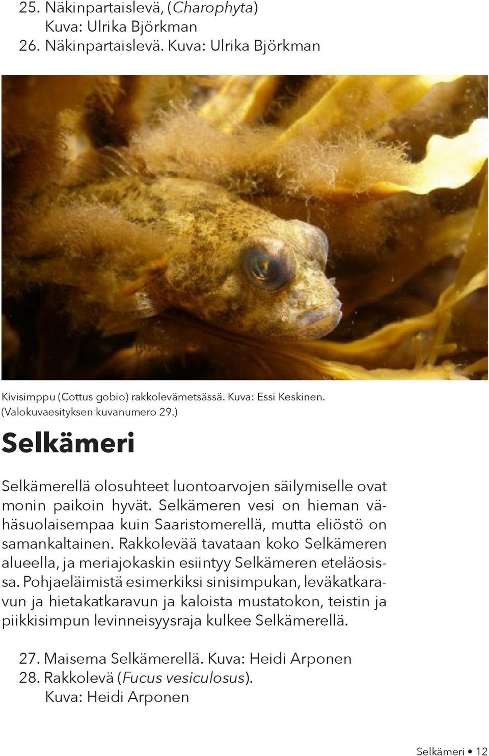 Selkämeren vesi on hieman vähäsuolaisempaa kuin Saaristomerellä, mutta eliöstö on samankaltainen.