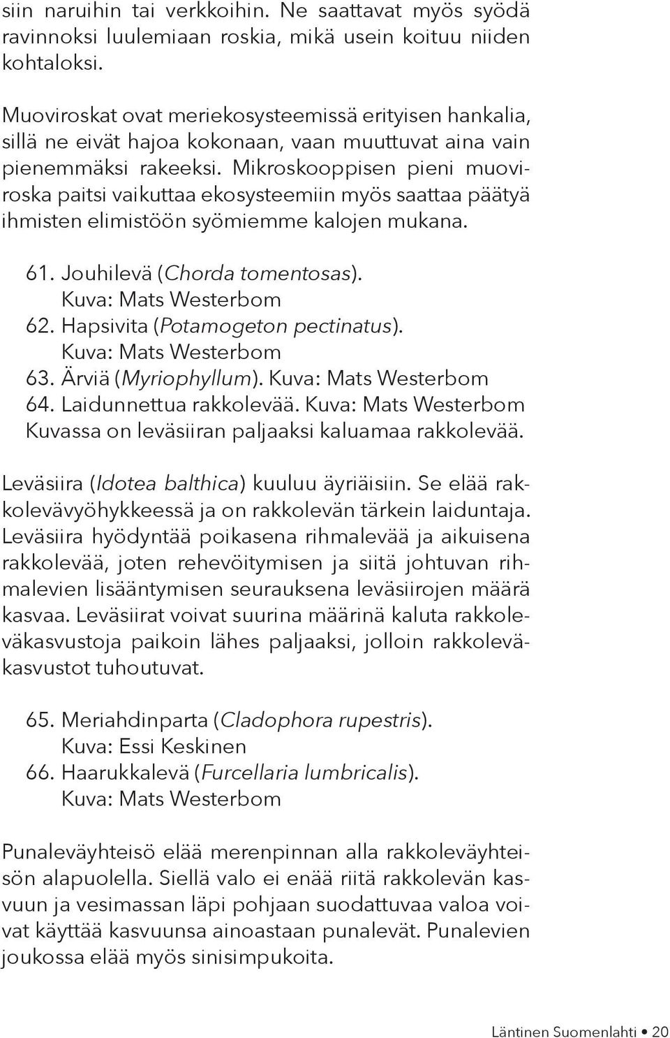 Mikroskooppisen pieni muoviroska paitsi vaikuttaa ekosysteemiin myös saattaa päätyä ihmisten elimistöön syömiemme kalojen mukana. 61. Jouhilevä (Chorda tomentosas). Kuva: Mats Westerbom 62.